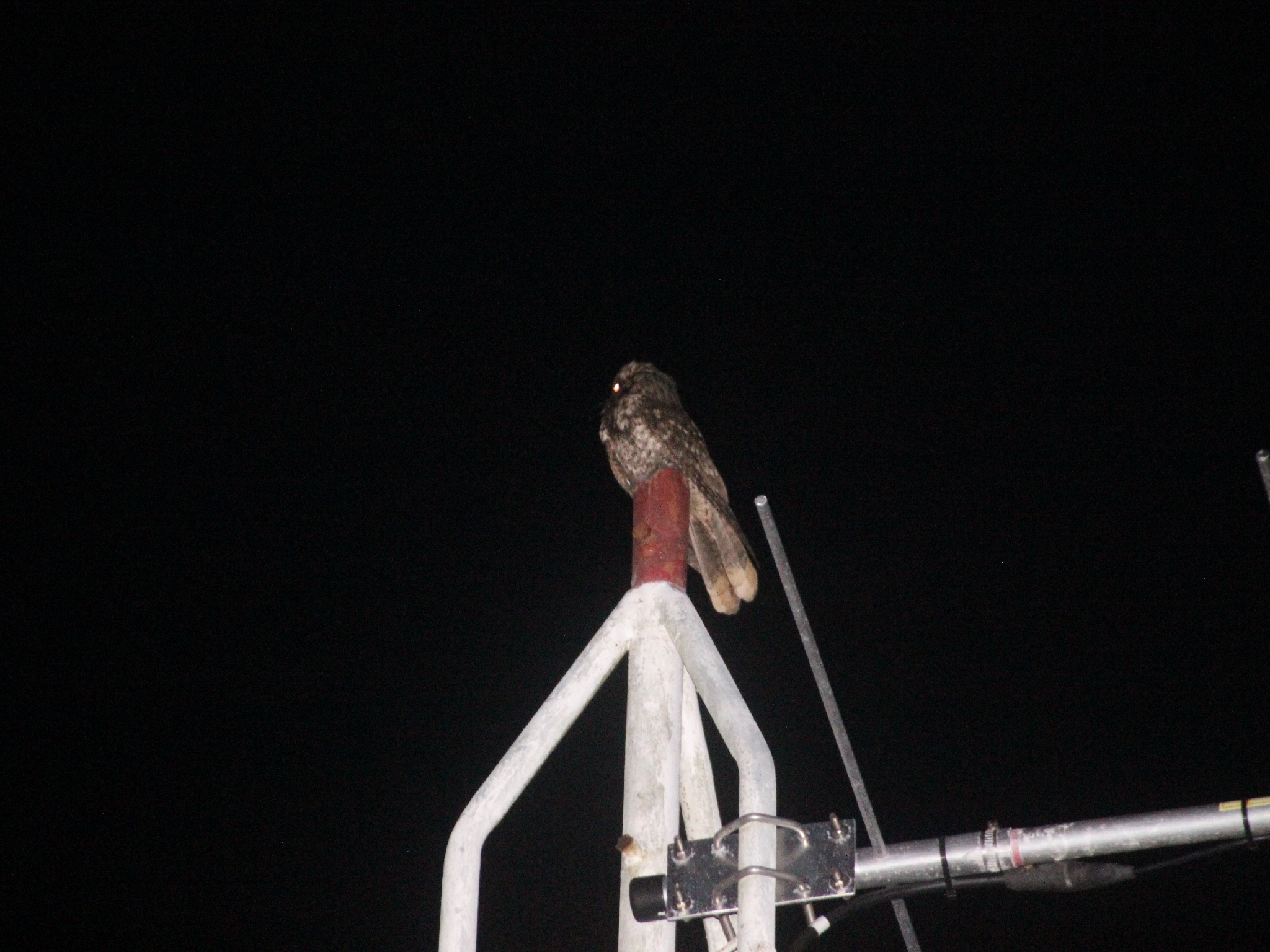 Cuban Nightjar (Antrostomus cubanensis), photo 2