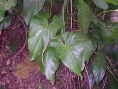 Anthurium cordatum