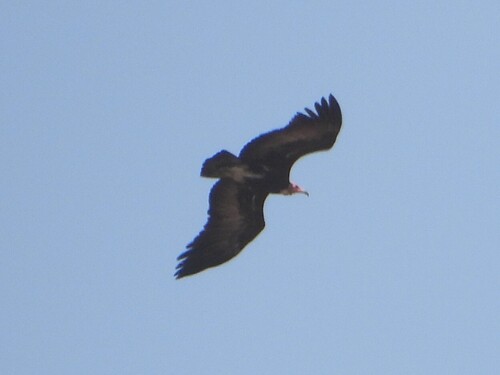 Hooded Vulture