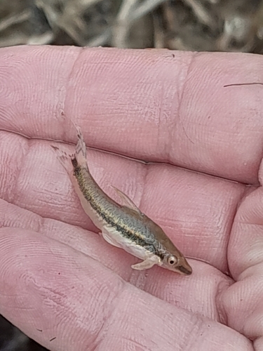 Common otocinclus (Otocinclus vestitus) — Loricariidae