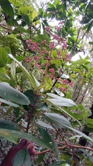 Dichaetanthera
