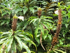 None (Dimerocostus)