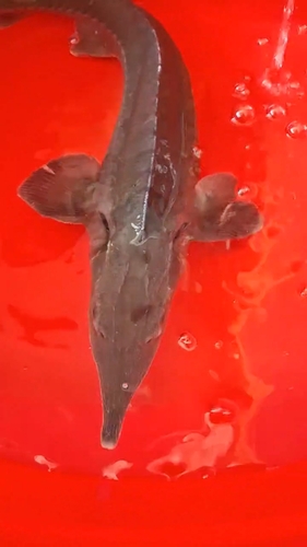 Siberian sturgeon (Acipenser baerii) — Acipenseridae — 4