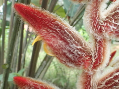 Heliconia vellerigera
