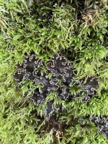 tree pelt lichen