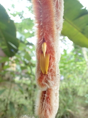 Heliconia vellerigera