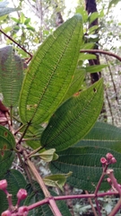 Dichaetanthera