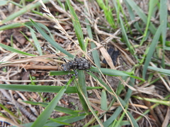 Aegomorphus clavipes