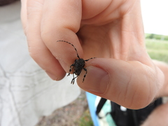 Aegomorphus clavipes