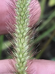 Setaria sphacelata torta