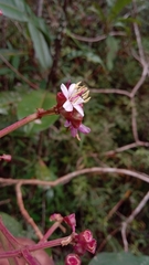 Dichaetanthera