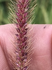 Setaria sphacelata torta