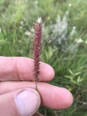 Setaria sphacelata torta