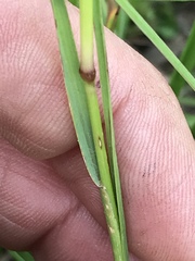 Setaria sphacelata torta
