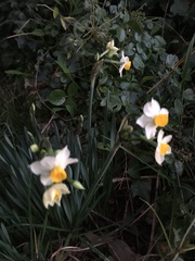 Narcissus tazetta tazetta