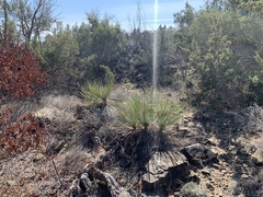Yucca campestris
