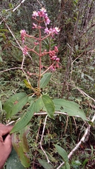 Dichaetanthera