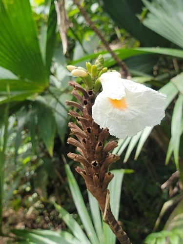 Dimerocostus strobilaceus, photograph 2