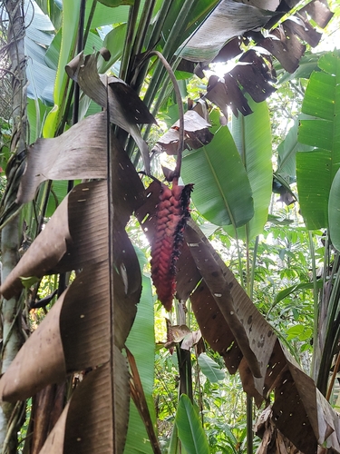 beefsteak heliconia (Heliconia mariae)