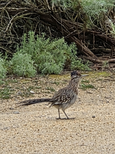 iNaturalist observation photo of Greater Roadrunner