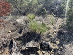 Yucca campestris