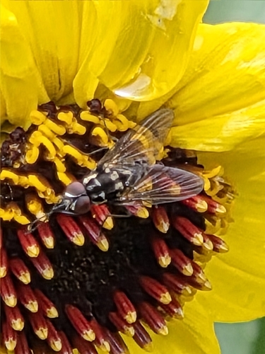 iNaturalist observation photo of Flies