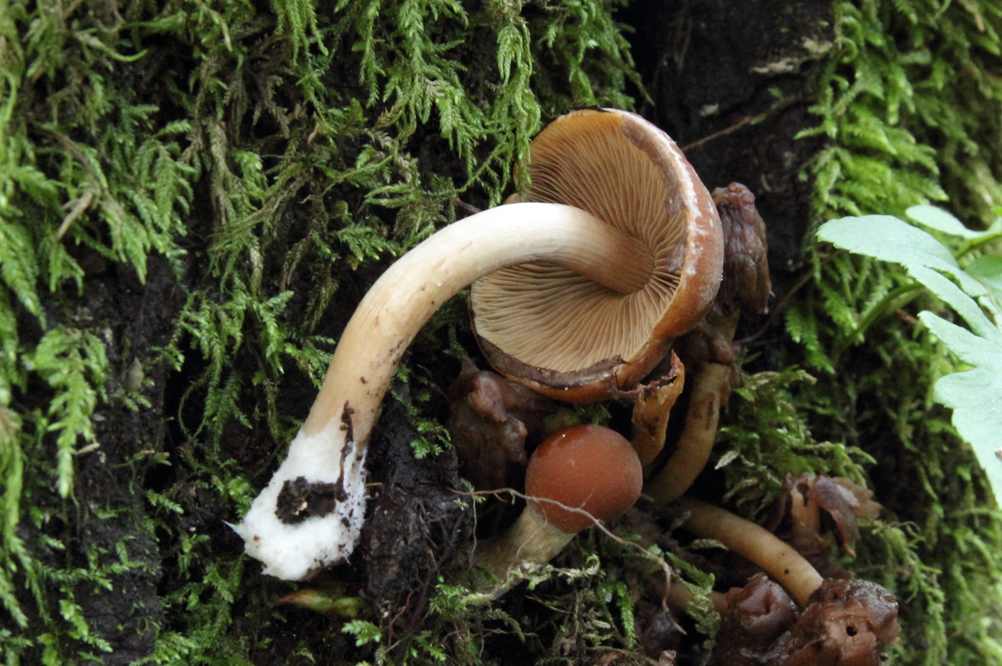 Psathyrella piluliformis image