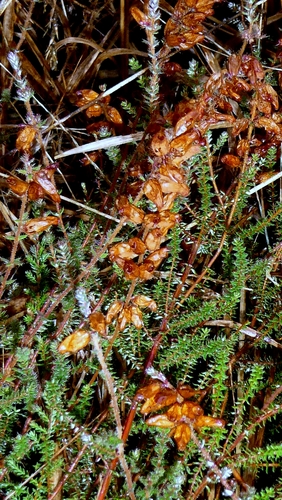 Dorset Heath (Erica ciliaris)