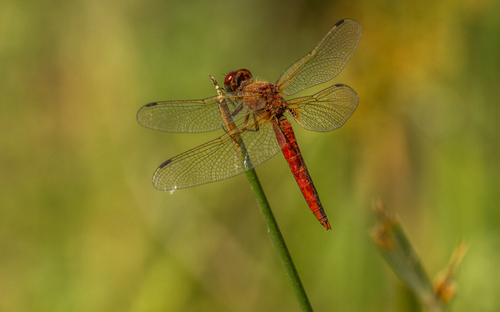 Red Chaser