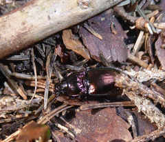 Pterostichus burmeisteri