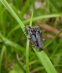 Cantharis tristis