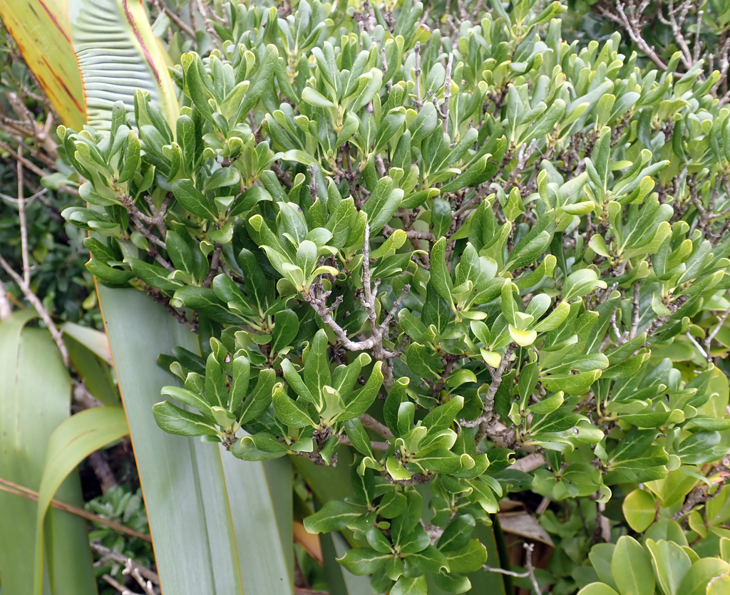 Coprosma chathamica; photograph author not stated, no rights reserved