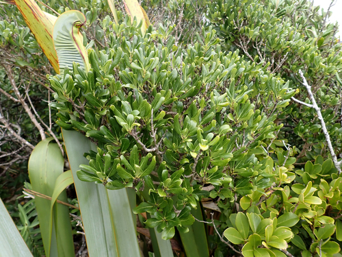 Coprosma chathamica, photograph 5