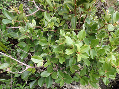 Myrsine chathamica, photograph author not stated, no rights reserved