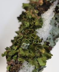 Melanohalea olivacea