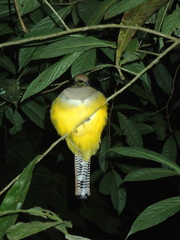 Trogon rufus tenellus