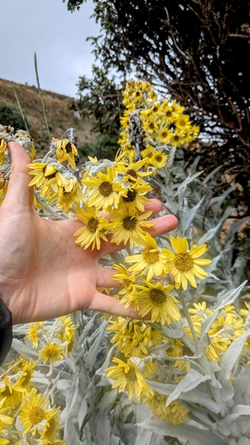 Senecio niveoaureus, photograph 6