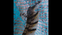 Cristiceps aurantiacus