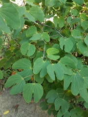 Bauhinia macranthera