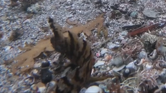 Cristiceps aurantiacus