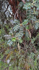 Polylepis quadrijuga