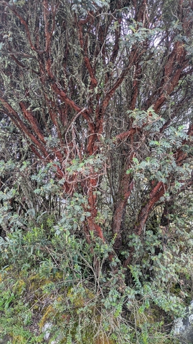 Polylepis quadrijuga, photograph 2