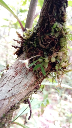 Bulbophyllum trilineatum image