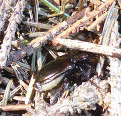 Pterostichus burmeisteri