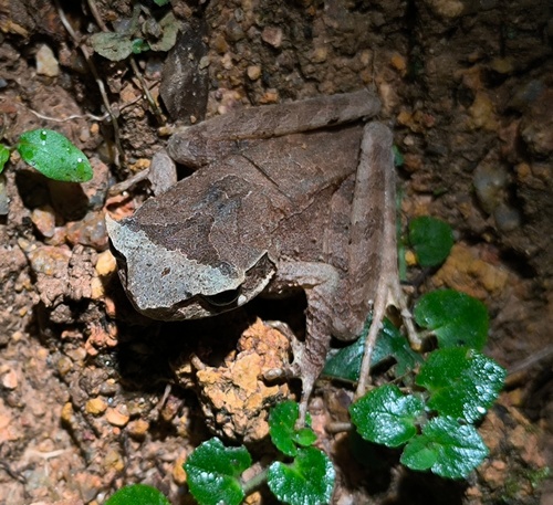 Megophrys longipes, 2025-12-26
