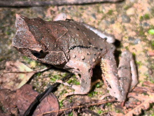 Megophrys longipes, 2025-12-26