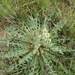 Crepis vesicaria haenseleri - Photo (c) Txalen Galina-Gaiton, algunos derechos reservados (CC BY-NC), subido por Txalen Galina-Gaiton