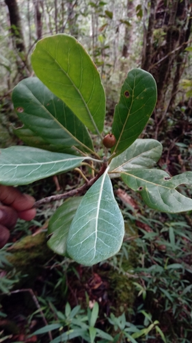 Uapaca ferruginea image