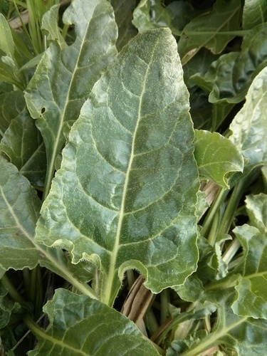Beta vulgaris