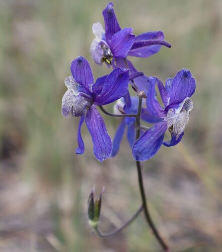 Sutherland's Larkspur (Delphinium sutherlandii)